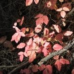 IMG_2071