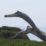 IMG_5152