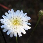 IMG_5375