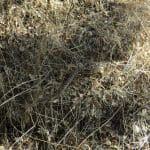 IMG_9108 (cropped)