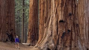 Sequoia/Kings Canyon National Park