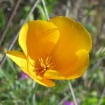 IMG_6051